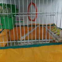 سه عدد مرغ عشق  نر وماده با اکنت فری فایر طاق ازنم|پرنده|مسجد سلیمان, |دیوار