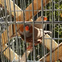 فنچ فول اورنج رو ۶ تا تخم