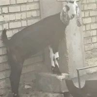 فروش چندگوسفند بره نر بره ماده کهره ماده وکولار