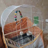 قفس عروس هلندی
