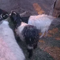 گیسه زایده بزغاله نر