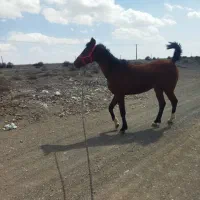 اسب نریان ۳ساله|اسب و تجهیزات اسب‌سواری|جیرفت, |دیوار