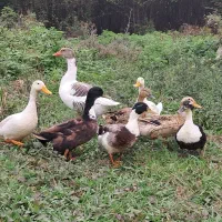 اردک و غاز محلی درشت|حیوانات مزرعه|فومن, |دیوار