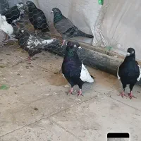 دو عدد سینه هوایی