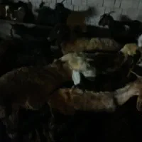 10راس بره ماده داشتی به فروش می‌رسد