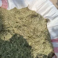 خارشتر.یانق|حیوانات مزرعه|آق قلا, |دیوار