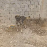 سگ بومی|سگ|پیر بکران, |دیوار