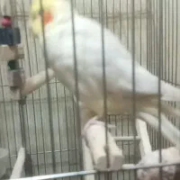 عروس هلندی زرد رنگ