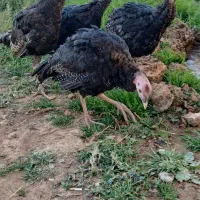 بوقلمون برنز نر|حیوانات مزرعه|چگنی, |دیوار