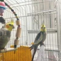 یک جفت عروس هلندی جوان|پرنده|بروجرد, |دیوار