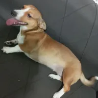 سگ پاکوتاه ماده