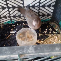 کبوتر خانه ای|پرنده|کرباسک, |دیوار