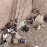 کبوتر پلنگ.گلی.سینه ای