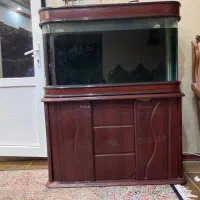 آکواریوم|ماهی|کرمان, |دیوار