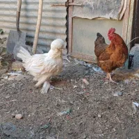 مرغ|حیوانات مزرعه|شهرکرد, |دیوار