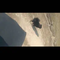 سگ پامر|سگ|نیشابور, شهرآرا|دیوار