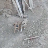 توله