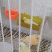 جوجه قناری  تک رنگ