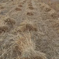 دستگاه دروگر اسپیشل آماده به کار|خودرو سنگین|بیرجند, |دیوار