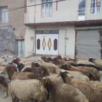 تعداد 35راس گوسفند میش و بره اشک اناری مالچه