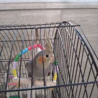 جوجه عروس هلندی به فروش میرسد|پرنده|رشت, سعدی (تختی)|دیوار