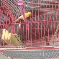 قناری نر بخون