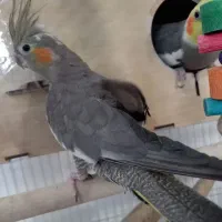 ۳ عدد عروس هلندی باتمام لوازم