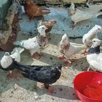چند عدد کبوتر|پرنده|اهواز, زرگان|دیوار