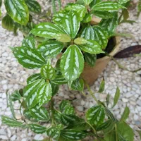 گل طبیعی|گل و گیاه طبیعی|رشت, حمیدیان|دیوار