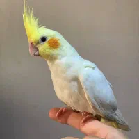 جوجه عروس هلندی