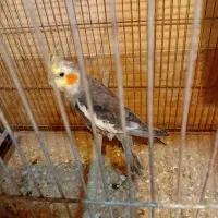 عروس نر۹ماهه رام ومست