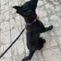 واگذاری سگ ژرمن شولاین ماده|سگ|شیراز, آزادگان|دیوار