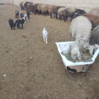گوسفند قزل افشار مهربانی چال