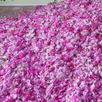 گلاب دواتشه وعرقیجات لاله زار