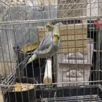 عروس هلندی جفت