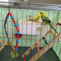 مرغ عشق|پرنده|دهگلان, |دیوار