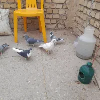 کبوتر پلاگی جف ۵۰۰|پرنده|دشتابی, |دیوار