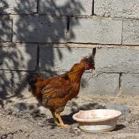 خردس جوان ارگانیک|حیوانات مزرعه|هریس, |دیوار