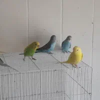 انواع مرغ عشق سالم و سرحال فروشی