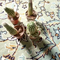 گلدون گل طبیعی70تومن|گل و گیاه طبیعی|بیرجند, |دیوار