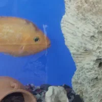 یک عدد ماهی پرت