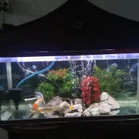 آکواریوم کامل با همه ای تجهیزات|ماهی|خمینیشهر, |دیوار