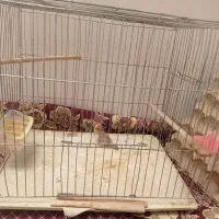 عدد فنچ نر با قفس ۳۰۰مقطوع