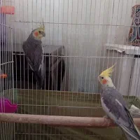 یک جفت عروس هلندی