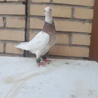پنج تا طوقی دونه ۳۰۰