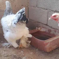 مرغ برهما|حیوانات مزرعه|تربت جام, جامرود|دیوار