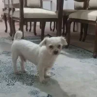 پیدا شده اطراف فیرورق