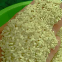 نیم دانه کشت دوم