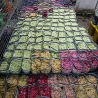 تولید کننده گل رز