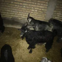 چپش و بز فروشی|حیوانات مزرعه|دهلران, |دیوار